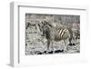 Mountain Zebras-benshots-Framed Photographic Print