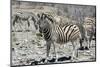 Mountain Zebras-benshots-Mounted Photographic Print