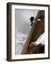 Mountaineer, Climber, Mont Blanc Range, French Alps, France, Europe-Richardson Peter-Framed Photographic Print