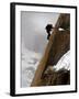 Mountaineer, Climber, Mont Blanc Range, French Alps, France, Europe-Richardson Peter-Framed Photographic Print
