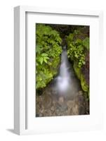 Mountaineer Creek, Okanogan-Wenatchee National Forest, Washington, USA-Roddy Scheer-Framed Photographic Print