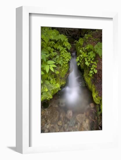 Mountaineer Creek, Okanogan-Wenatchee National Forest, Washington, USA-Roddy Scheer-Framed Photographic Print