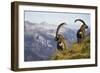 Mountains, Alpine Ibexes, Capra Ibex Ibex, View from Behind, Series-Ronald Wittek-Framed Photographic Print