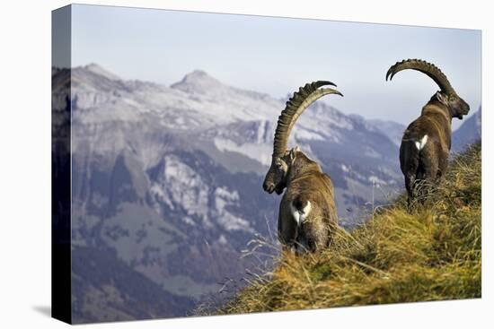 Mountains, Alpine Ibexes, Capra Ibex Ibex, View from Behind, Series-Ronald Wittek-Stretched Canvas