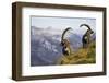 Mountains, Alpine Ibexes, Capra Ibex Ibex, View from Behind, Series-Ronald Wittek-Framed Premium Photographic Print