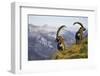 Mountains, Alpine Ibexes, Capra Ibex Ibex, View from Behind, Series-Ronald Wittek-Framed Premium Photographic Print