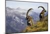 Mountains, Alpine Ibexes, Capra Ibex Ibex, View from Behind, Series-Ronald Wittek-Mounted Premium Photographic Print