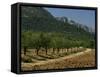 Mountains and Olive Trees, Near Velez Blanco, Almeria, Andalucia, Spain-Michael Busselle-Framed Stretched Canvas