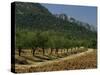 Mountains and Olive Trees, Near Velez Blanco, Almeria, Andalucia, Spain-Michael Busselle-Stretched Canvas