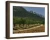 Mountains and Olive Trees, Near Velez Blanco, Almeria, Andalucia, Spain-Michael Busselle-Framed Photographic Print