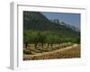 Mountains and Olive Trees, Near Velez Blanco, Almeria, Andalucia, Spain-Michael Busselle-Framed Photographic Print