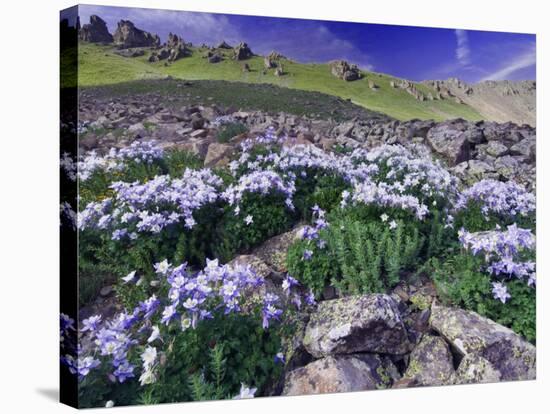 Mountains and Wildflowers, Ouray, San Juan Mountains, Rocky Mountains, Colorado, USA-Rolf Nussbaumer-Stretched Canvas