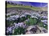 Mountains and Wildflowers, Ouray, San Juan Mountains, Rocky Mountains, Colorado, USA-Rolf Nussbaumer-Stretched Canvas