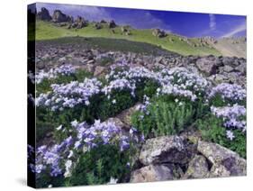 Mountains and Wildflowers, Ouray, San Juan Mountains, Rocky Mountains, Colorado, USA-Rolf Nussbaumer-Stretched Canvas