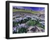 Mountains and Wildflowers, Ouray, San Juan Mountains, Rocky Mountains, Colorado, USA-Rolf Nussbaumer-Framed Photographic Print