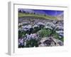 Mountains and Wildflowers, Ouray, San Juan Mountains, Rocky Mountains, Colorado, USA-Rolf Nussbaumer-Framed Photographic Print