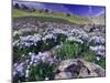 Mountains and Wildflowers, Ouray, San Juan Mountains, Rocky Mountains, Colorado, USA-Rolf Nussbaumer-Mounted Photographic Print