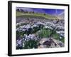 Mountains and Wildflowers, Ouray, San Juan Mountains, Rocky Mountains, Colorado, USA-Rolf Nussbaumer-Framed Photographic Print