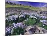 Mountains and Wildflowers, Ouray, San Juan Mountains, Rocky Mountains, Colorado, USA-Rolf Nussbaumer-Mounted Photographic Print