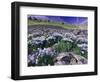 Mountains and Wildflowers, Ouray, San Juan Mountains, Rocky Mountains, Colorado, USA-Rolf Nussbaumer-Framed Photographic Print