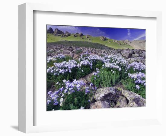 Mountains and Wildflowers, Ouray, San Juan Mountains, Rocky Mountains, Colorado, USA-Rolf Nussbaumer-Framed Photographic Print