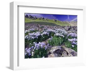 Mountains and Wildflowers, Ouray, San Juan Mountains, Rocky Mountains, Colorado, USA-Rolf Nussbaumer-Framed Photographic Print