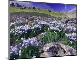 Mountains and Wildflowers, Ouray, San Juan Mountains, Rocky Mountains, Colorado, USA-Rolf Nussbaumer-Mounted Photographic Print