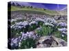 Mountains and Wildflowers, Ouray, San Juan Mountains, Rocky Mountains, Colorado, USA-Rolf Nussbaumer-Stretched Canvas