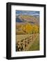 Mountains around Township of Aspen fall along Owl Creek Road with wooden fence autumn.-Darrell Gulin-Framed Photographic Print