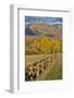 Mountains around Township of Aspen fall along Owl Creek Road with wooden fence autumn.-Darrell Gulin-Framed Photographic Print