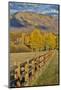 Mountains around Township of Aspen fall along Owl Creek Road with wooden fence autumn.-Darrell Gulin-Mounted Photographic Print
