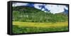 Mountains behind field of wildflowers and aspen trees, Aspen, Colorado, USA-Panoramic Images-Framed Stretched Canvas