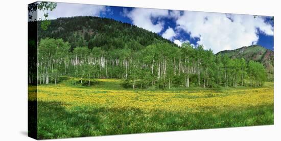 Mountains behind field of wildflowers and aspen trees, Aspen, Colorado, USA-Panoramic Images-Stretched Canvas