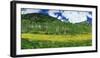 Mountains behind field of wildflowers and aspen trees, Aspen, Colorado, USA-Panoramic Images-Framed Photographic Print