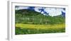 Mountains behind field of wildflowers and aspen trees, Aspen, Colorado, USA-Panoramic Images-Framed Photographic Print