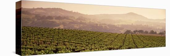 Mountains in Front of Vineyards, Asti, California, USA-null-Stretched Canvas