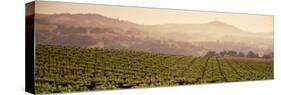 Mountains in Front of Vineyards, Asti, California, USA-null-Stretched Canvas