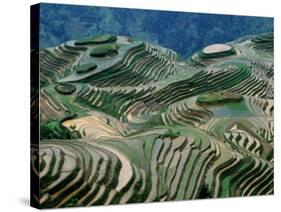Mountainside Landscape of Rice Terraces, China-Keren Su-Stretched Canvas
