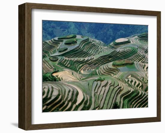 Mountainside Landscape of Rice Terraces, China-Keren Su-Framed Premium Photographic Print