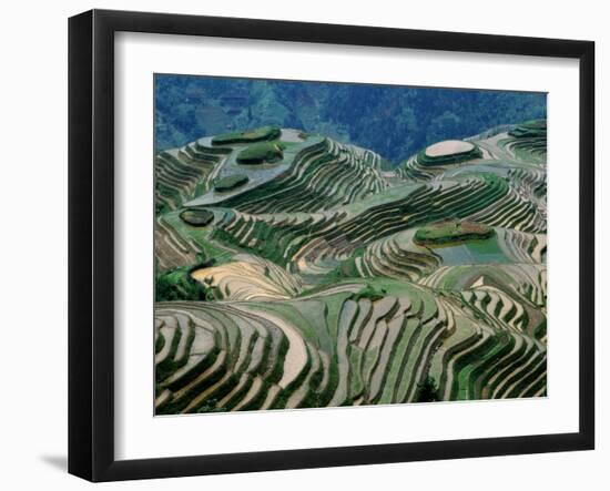 Mountainside Landscape of Rice Terraces, China-Keren Su-Framed Premium Photographic Print