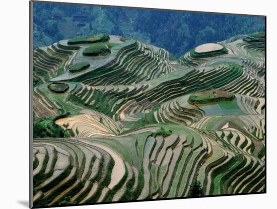 Mountainside Landscape of Rice Terraces, China-Keren Su-Mounted Premium Photographic Print