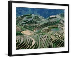 Mountainside Landscape of Rice Terraces, China-Keren Su-Framed Photographic Print