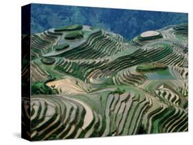 Mountainside Landscape of Rice Terraces, China-Keren Su-Stretched Canvas