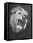 Mounted Head of the MGM Movie Studio Trademark-Walter Sanders-Framed Stretched Canvas