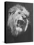 Mounted Head of the MGM Movie Studio Trademark-Walter Sanders-Stretched Canvas