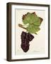 Mourac Grape-J. Troncy-Framed Giclee Print