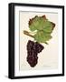 Mourac Grape-J. Troncy-Framed Giclee Print