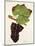 Mourac Grape-J. Troncy-Mounted Giclee Print