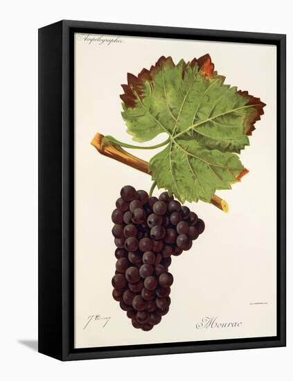 Mourac Grape-J. Troncy-Framed Stretched Canvas