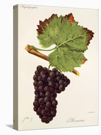 Mourac Grape-J. Troncy-Stretched Canvas